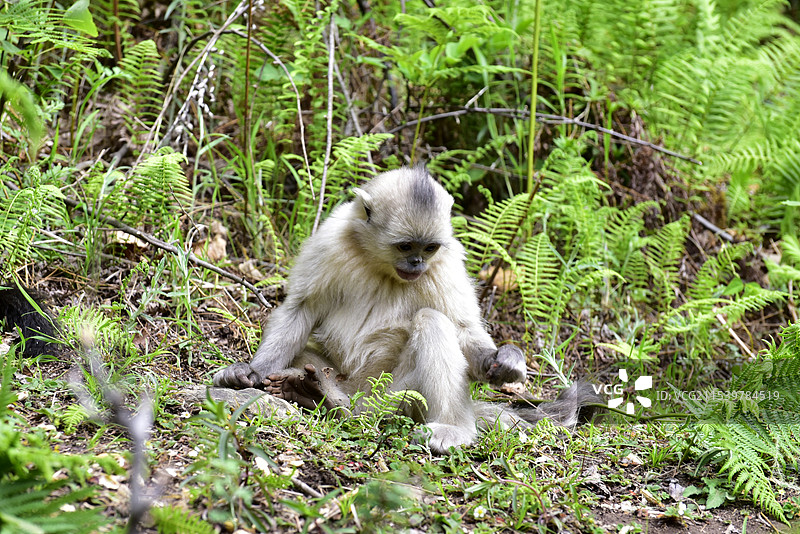 云南维西县野生动物滇金丝猴仰鼻猴特写图片素材
