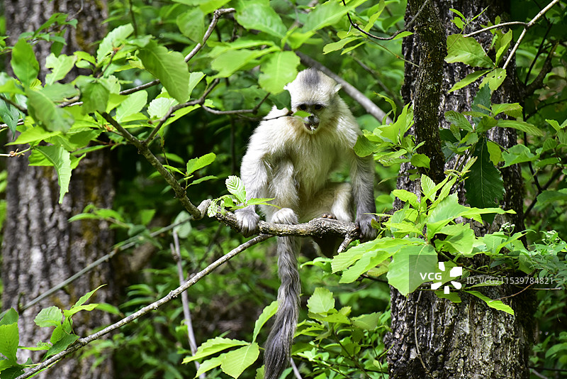 云南坐在树上的野生动物滇金丝猴仰鼻猴特写图片素材
