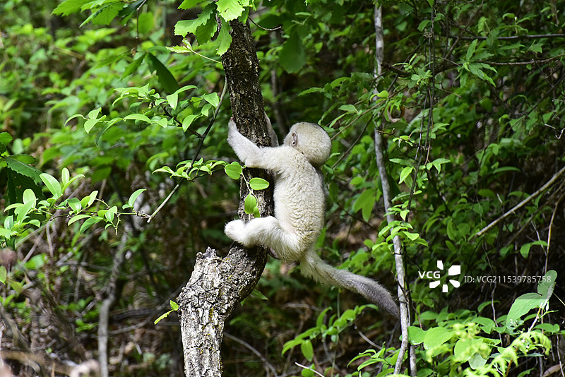 云南野生动物爬树的滇金丝猴仰鼻猴小猴子特写图片素材