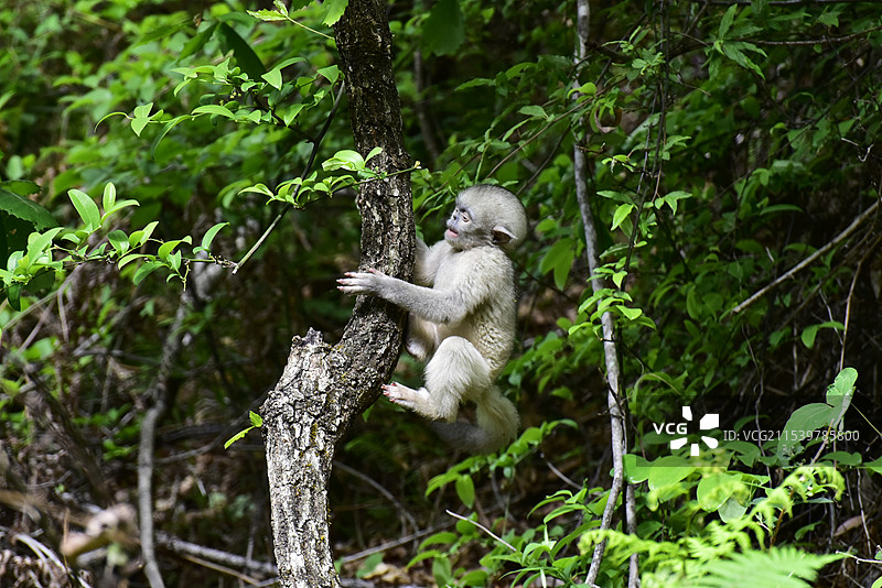 云南野生动物爬树的滇金丝猴仰鼻猴小猴子特写图片素材
