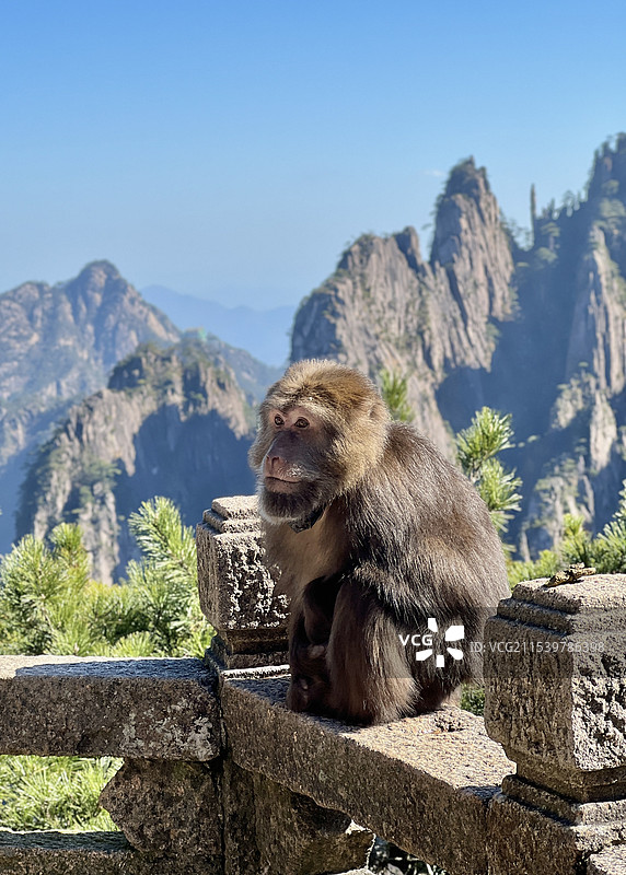 黄山的猴子图片素材