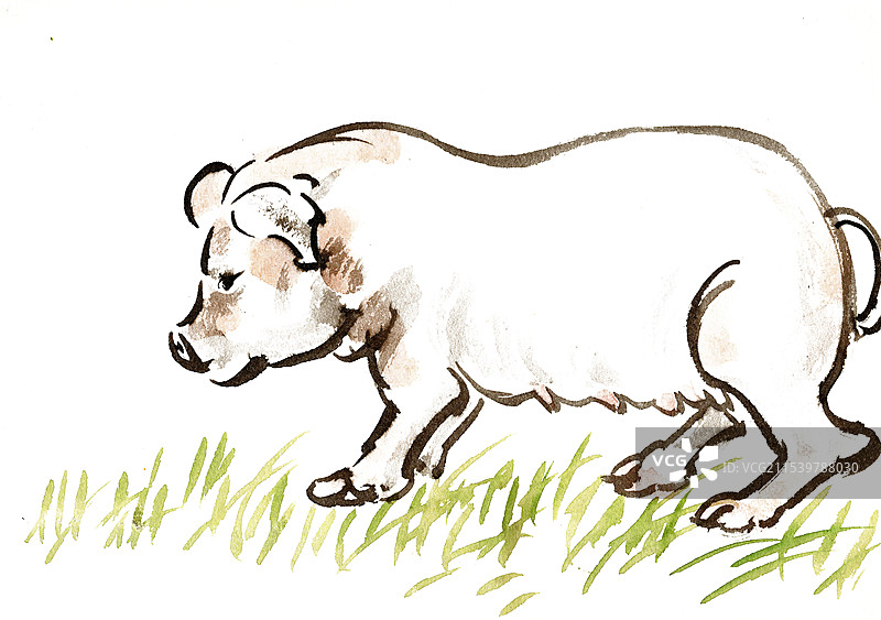 草地上的猪图片素材