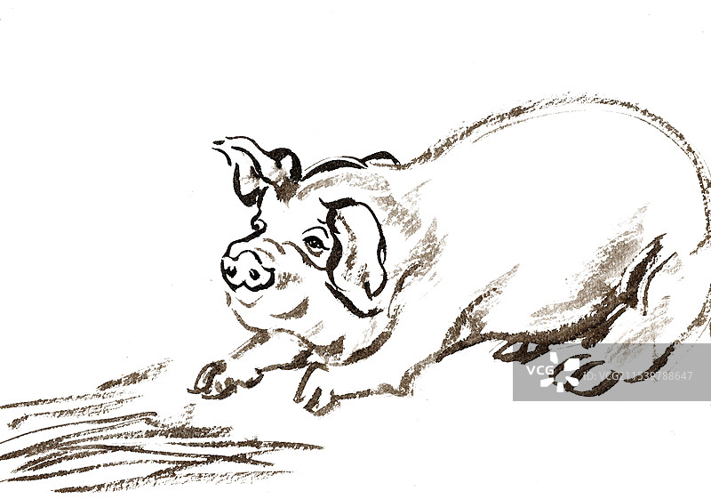 觅食的猪图片素材