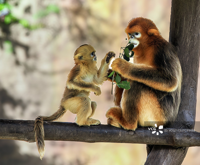 上海野生动物园：金丝猴母子图片素材
