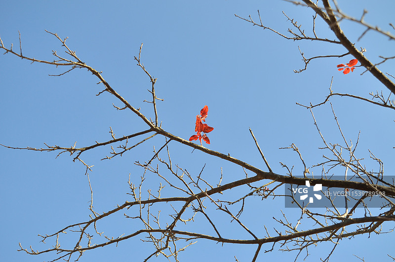 蓝天下的一抹红色图片素材