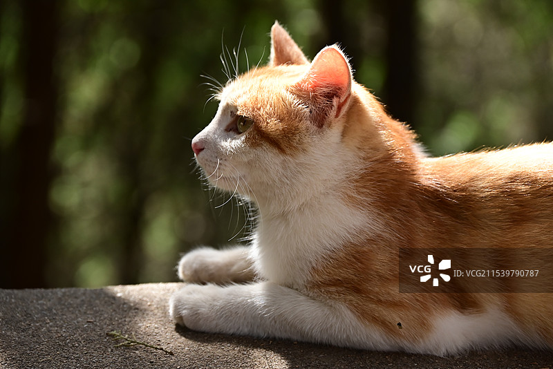 骊山上的小猫图片素材