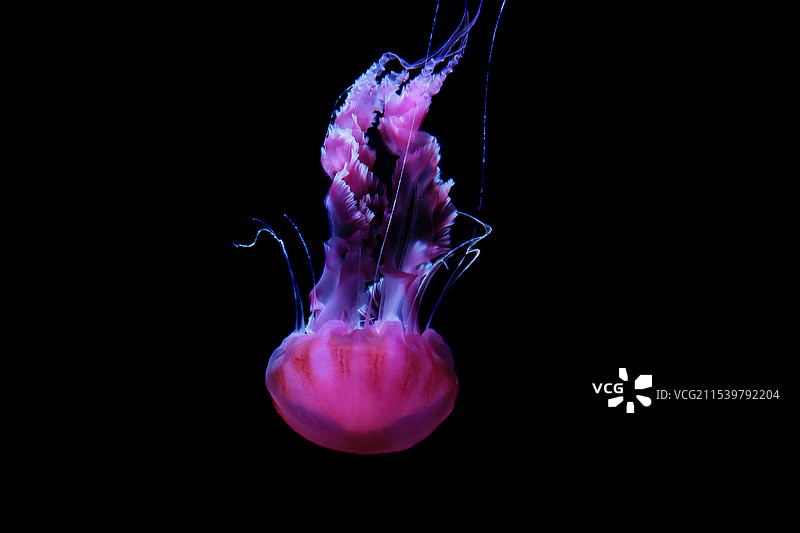 水母图片素材