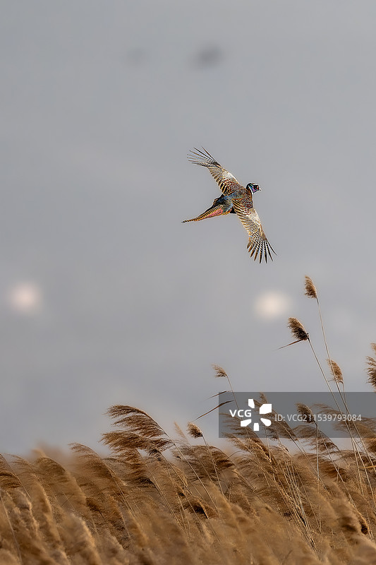 环颈稚图片素材