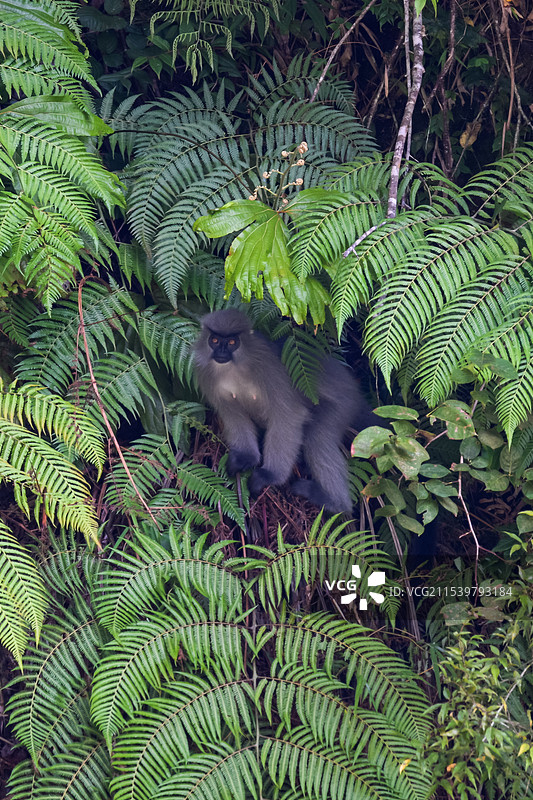 云南高黎贡山独龙江区域的戴帽叶猴/戴帽乌叶猴Trachypithecus pileatus图片素材
