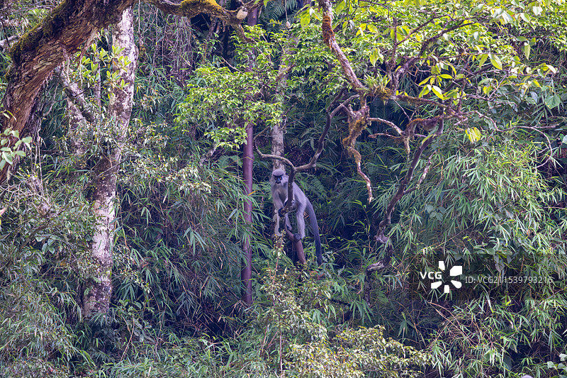 云南高黎贡山独龙江区域的戴帽叶猴/戴帽乌叶猴Trachypithecus pileatus图片素材