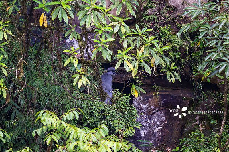 云南高黎贡山独龙江区域的戴帽叶猴/戴帽乌叶猴Trachypithecus pileatus图片素材