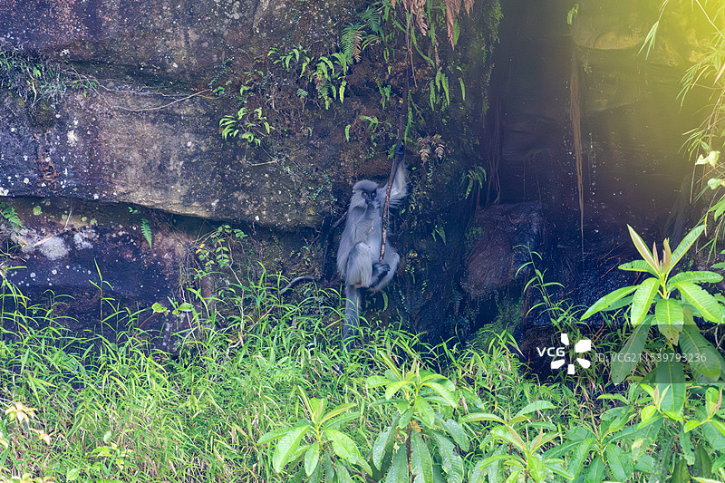 云南高黎贡山独龙江区域的戴帽叶猴/戴帽乌叶猴Trachypithecus pileatus图片素材