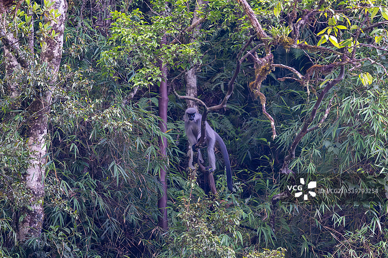 云南高黎贡山独龙江区域的戴帽叶猴/戴帽乌叶猴Trachypithecus pileatus图片素材