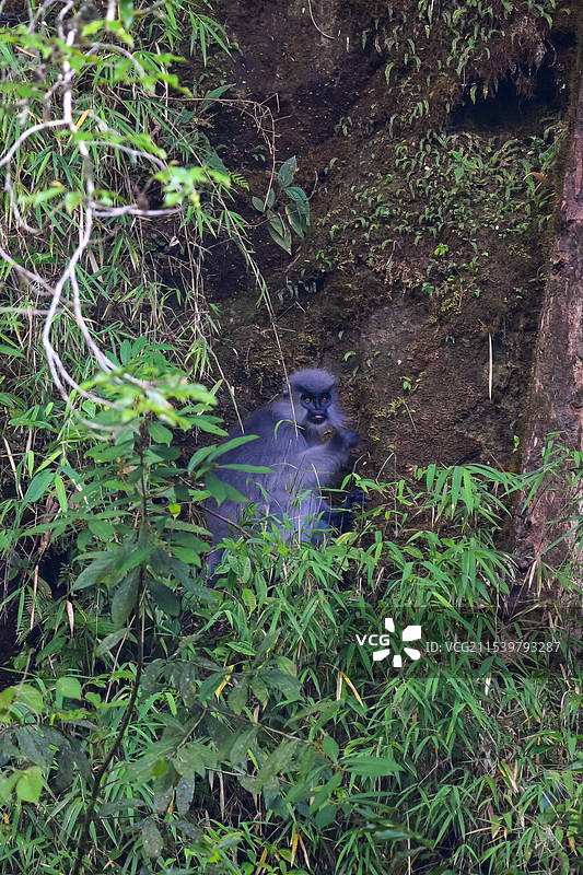 云南高黎贡山独龙江区域的戴帽叶猴/戴帽乌叶猴Trachypithecus pileatus图片素材
