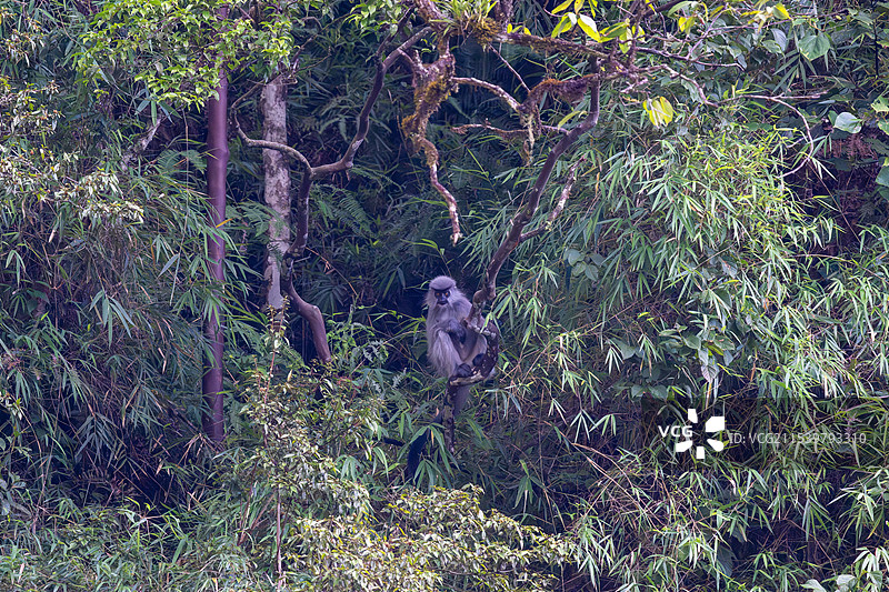 云南高黎贡山独龙江区域的戴帽叶猴/戴帽乌叶猴Trachypithecus pileatus图片素材