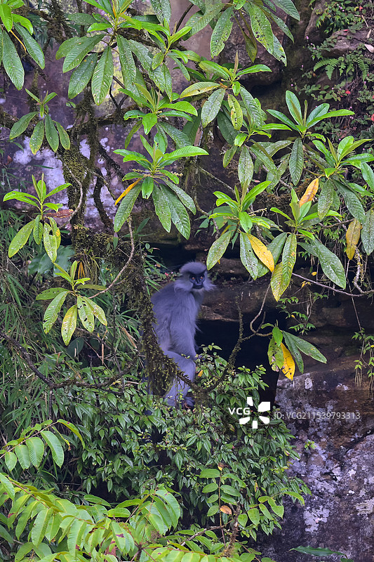 云南高黎贡山独龙江区域的戴帽叶猴/戴帽乌叶猴Trachypithecus pileatus图片素材