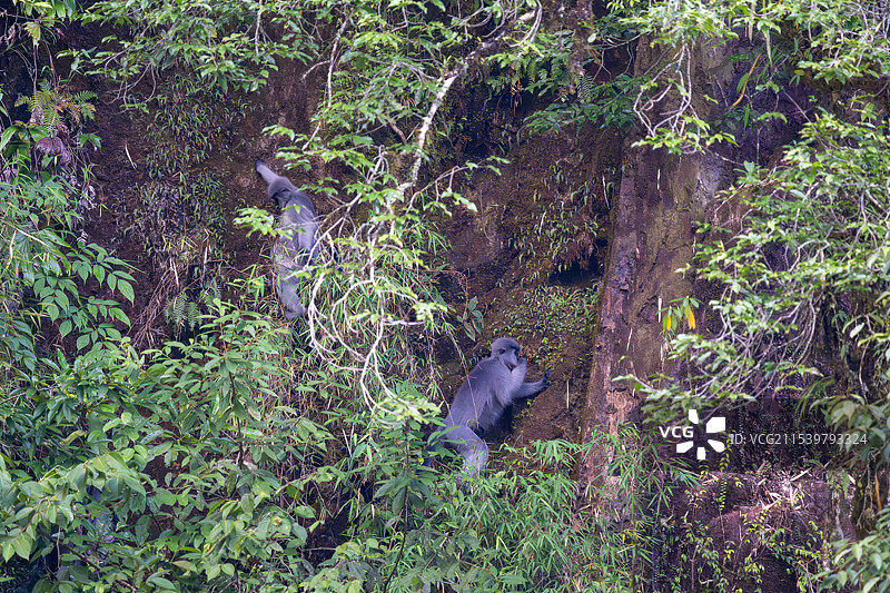 云南高黎贡山独龙江区域的戴帽叶猴/戴帽乌叶猴Trachypithecus pileatus图片素材