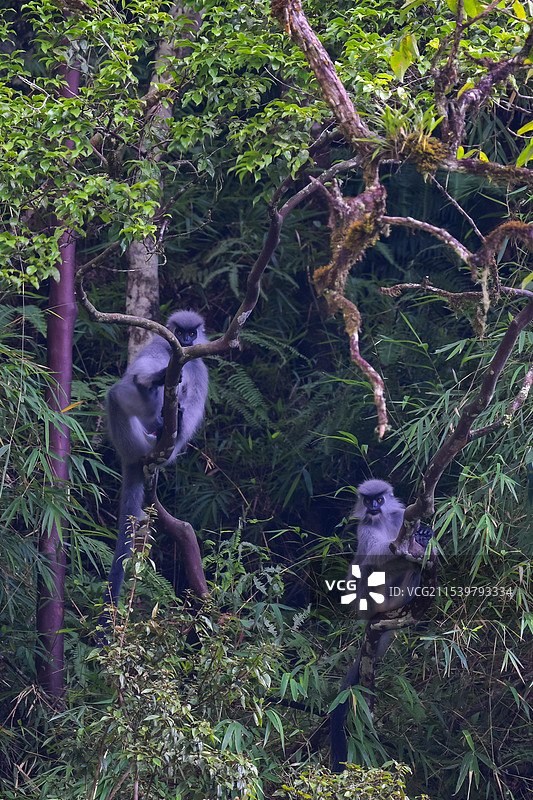 云南高黎贡山独龙江区域的戴帽叶猴/戴帽乌叶猴Trachypithecus pileatus图片素材