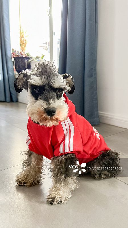 宠物犬雪纳瑞图片素材