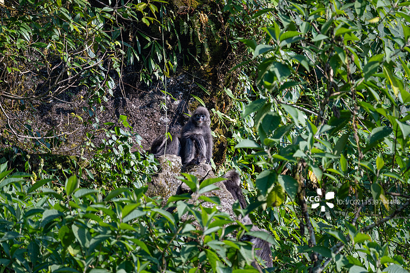 云南德宏芒市的菲氏叶猴/灰叶猴Trachypithecus phayrei图片素材
