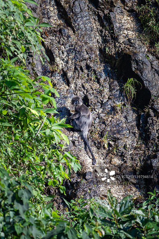 云南德宏芒市的菲氏叶猴/灰叶猴Trachypithecus phayrei图片素材