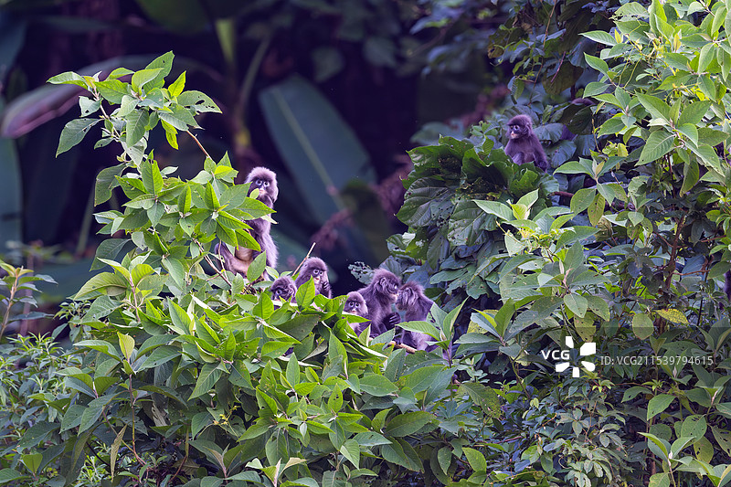云南德宏芒市的菲氏叶猴/灰叶猴Trachypithecus phayrei图片素材