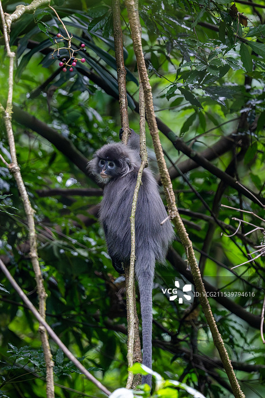 云南德宏芒市的菲氏叶猴/灰叶猴Trachypithecus phayrei图片素材