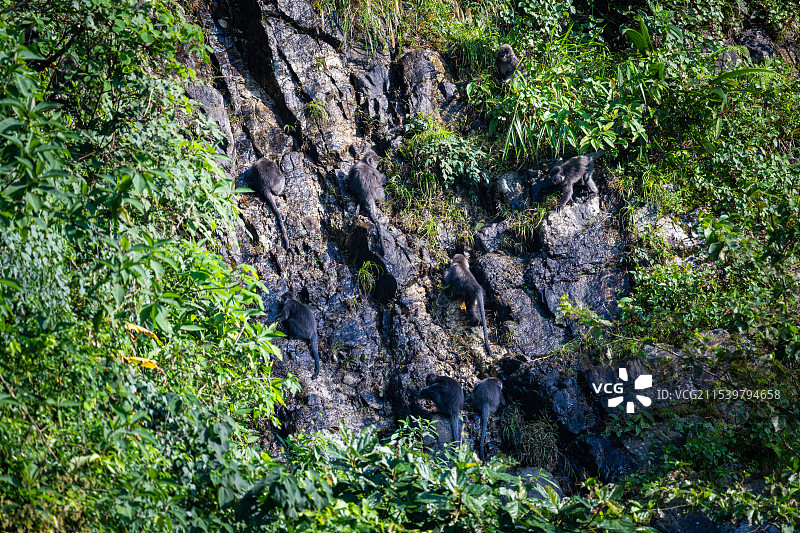 云南德宏芒市的菲氏叶猴/灰叶猴Trachypithecus phayrei图片素材
