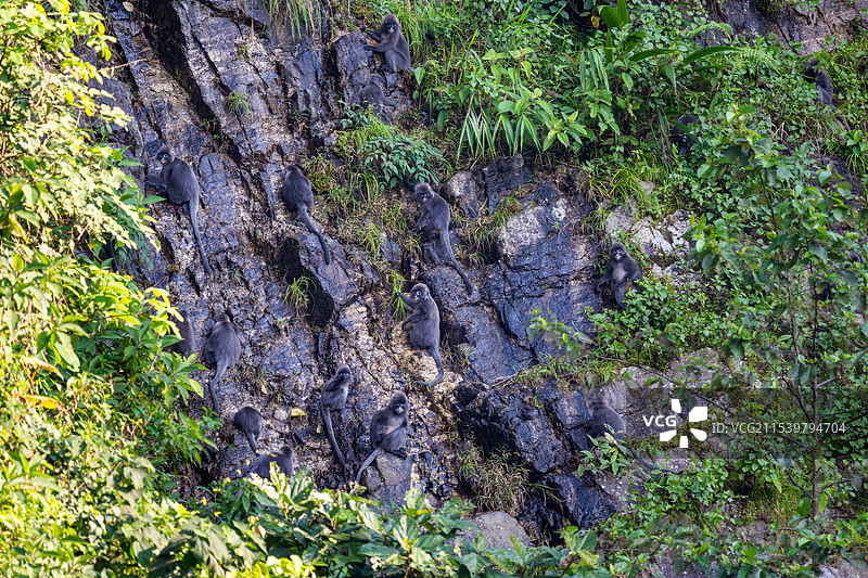 云南德宏芒市的菲氏叶猴/灰叶猴Trachypithecus phayrei图片素材