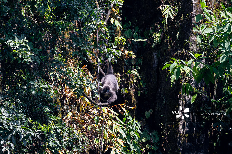 云南德宏芒市的菲氏叶猴/灰叶猴Trachypithecus phayrei图片素材