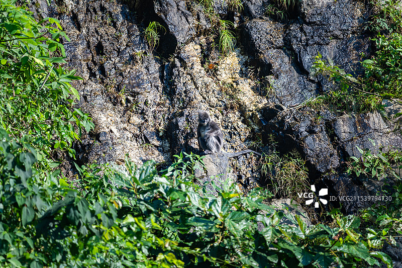 云南德宏芒市的菲氏叶猴/灰叶猴Trachypithecus phayrei图片素材