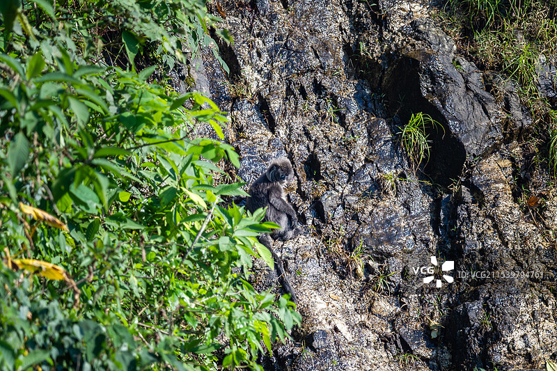 云南德宏芒市的菲氏叶猴/灰叶猴Trachypithecus phayrei图片素材