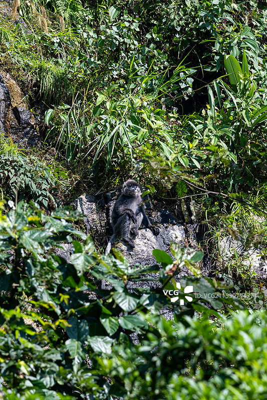 云南德宏芒市的菲氏叶猴/灰叶猴Trachypithecus phayrei图片素材