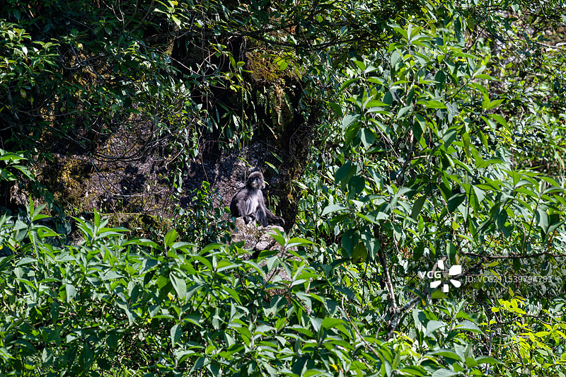 云南德宏芒市的菲氏叶猴/灰叶猴Trachypithecus phayrei图片素材