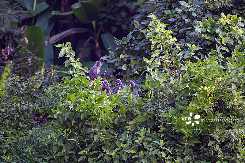 云南德宏芒市的菲氏叶猴/灰叶猴Trachypithecus phayrei图片素材