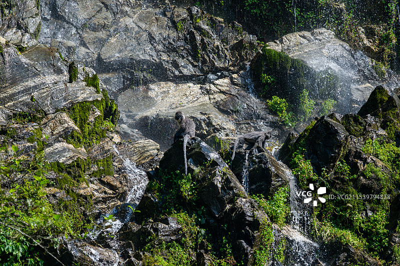 云南德宏芒市的菲氏叶猴/灰叶猴Trachypithecus phayrei图片素材