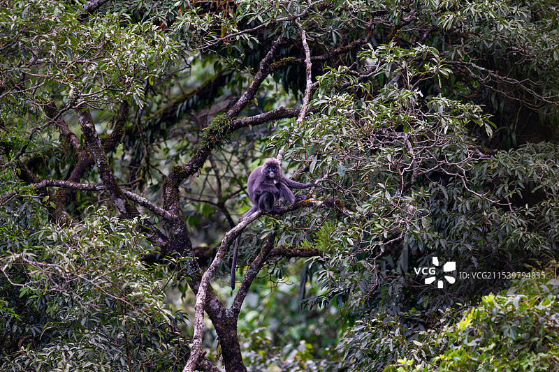 云南德宏芒市的菲氏叶猴/灰叶猴Trachypithecus phayrei图片素材
