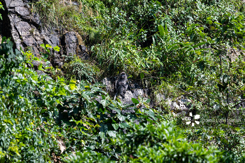 云南德宏芒市的菲氏叶猴/灰叶猴Trachypithecus phayrei图片素材