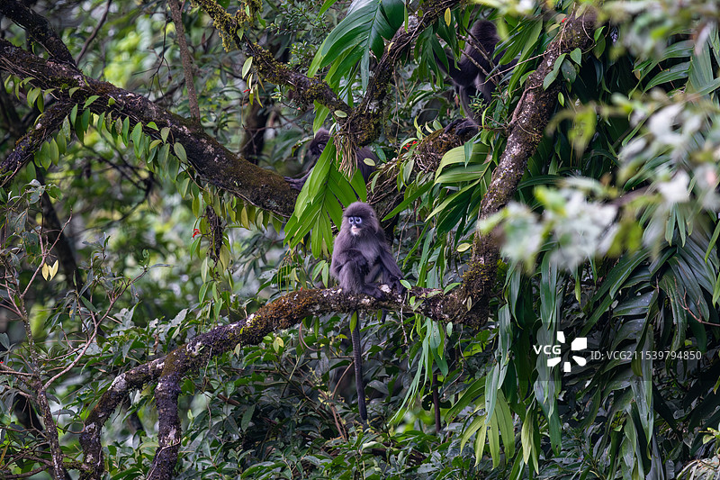 云南德宏芒市的菲氏叶猴/灰叶猴Trachypithecus phayrei图片素材