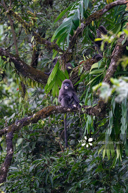 云南德宏芒市的菲氏叶猴/灰叶猴Trachypithecus phayrei图片素材