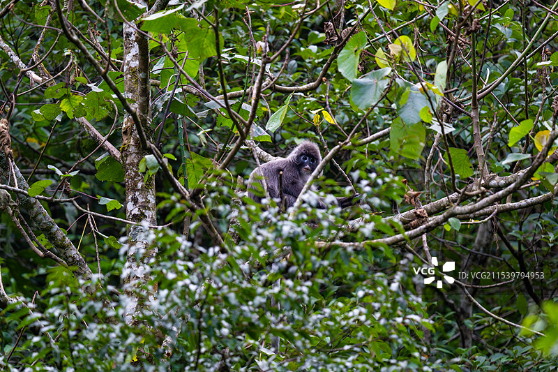云南德宏芒市的菲氏叶猴/灰叶猴Trachypithecus phayrei图片素材
