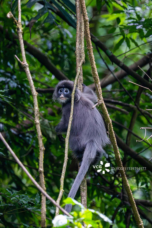 云南德宏芒市的菲氏叶猴/灰叶猴Trachypithecus phayrei图片素材