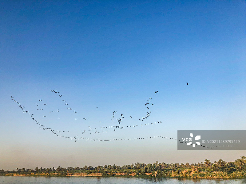 埃及 尼罗河 迁徙的鸟类 队形 阵列图片素材