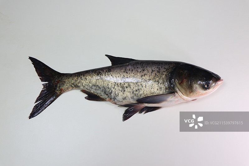 花鲢鱼胖头鱼鲢鳙图片素材