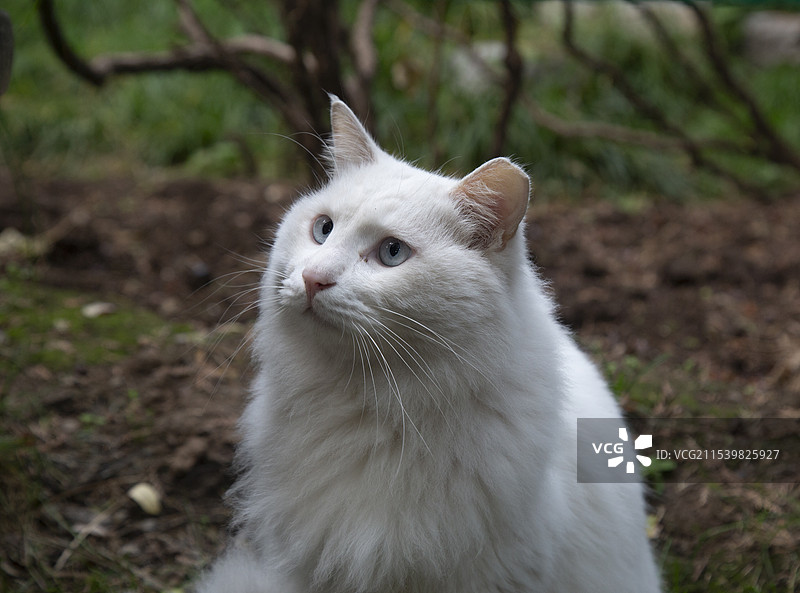 白色猫猫图片素材