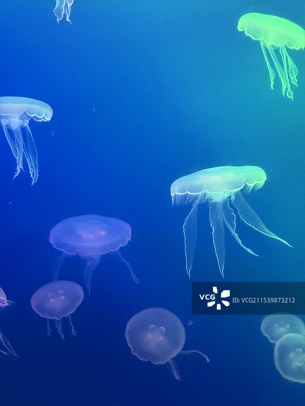 透明水母图片素材