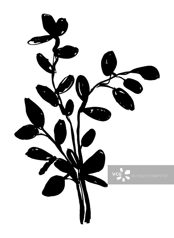 手绘桉树枝墨水画图片素材