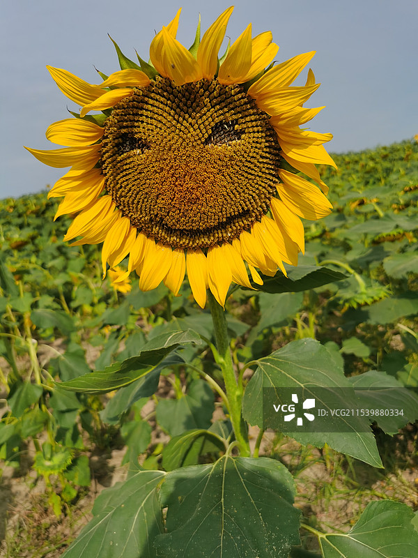 向日葵在草地上的特写镜头图片素材