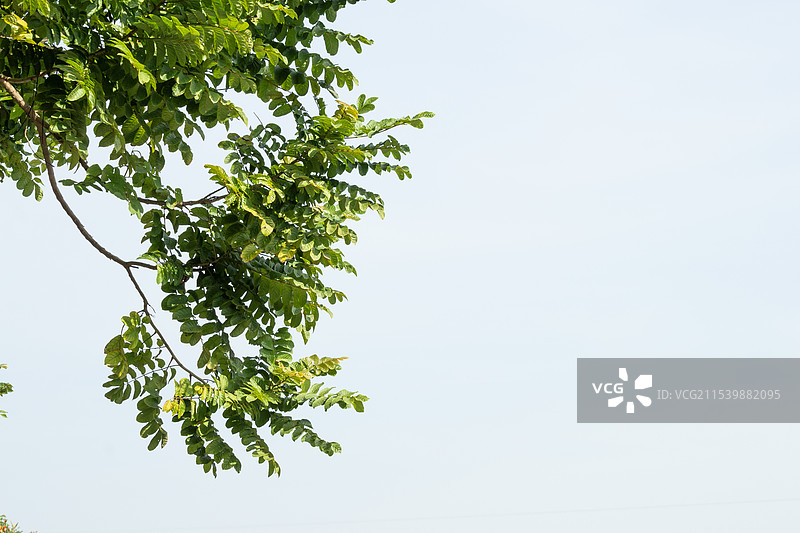 树梢叶子图片素材