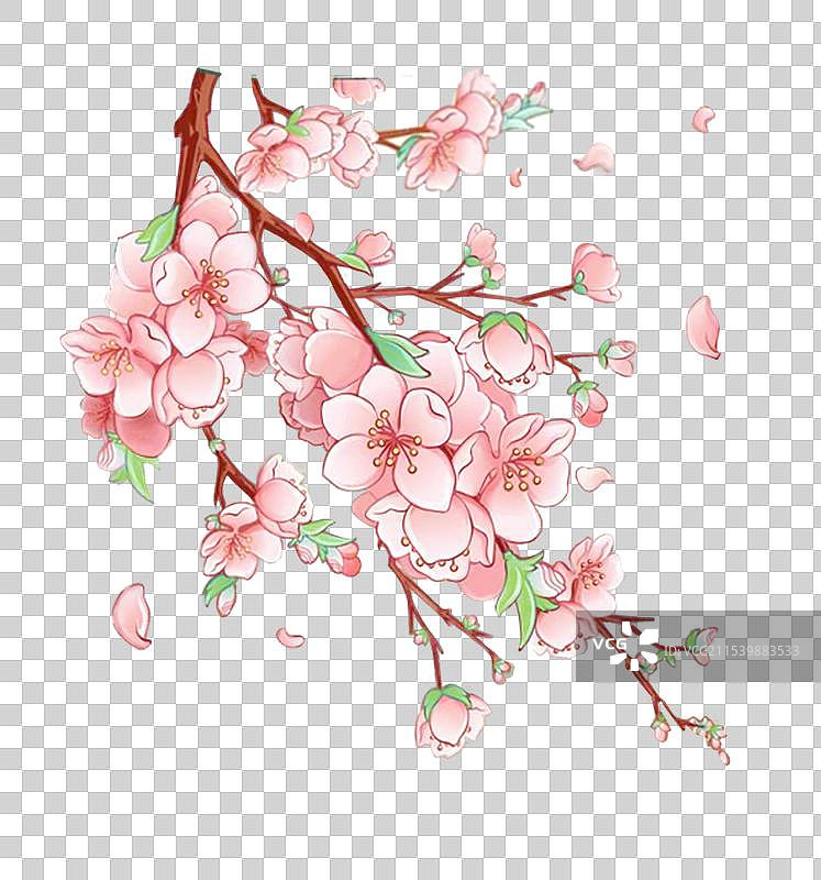 一枝桃花或者樱花在春天绽放图片素材